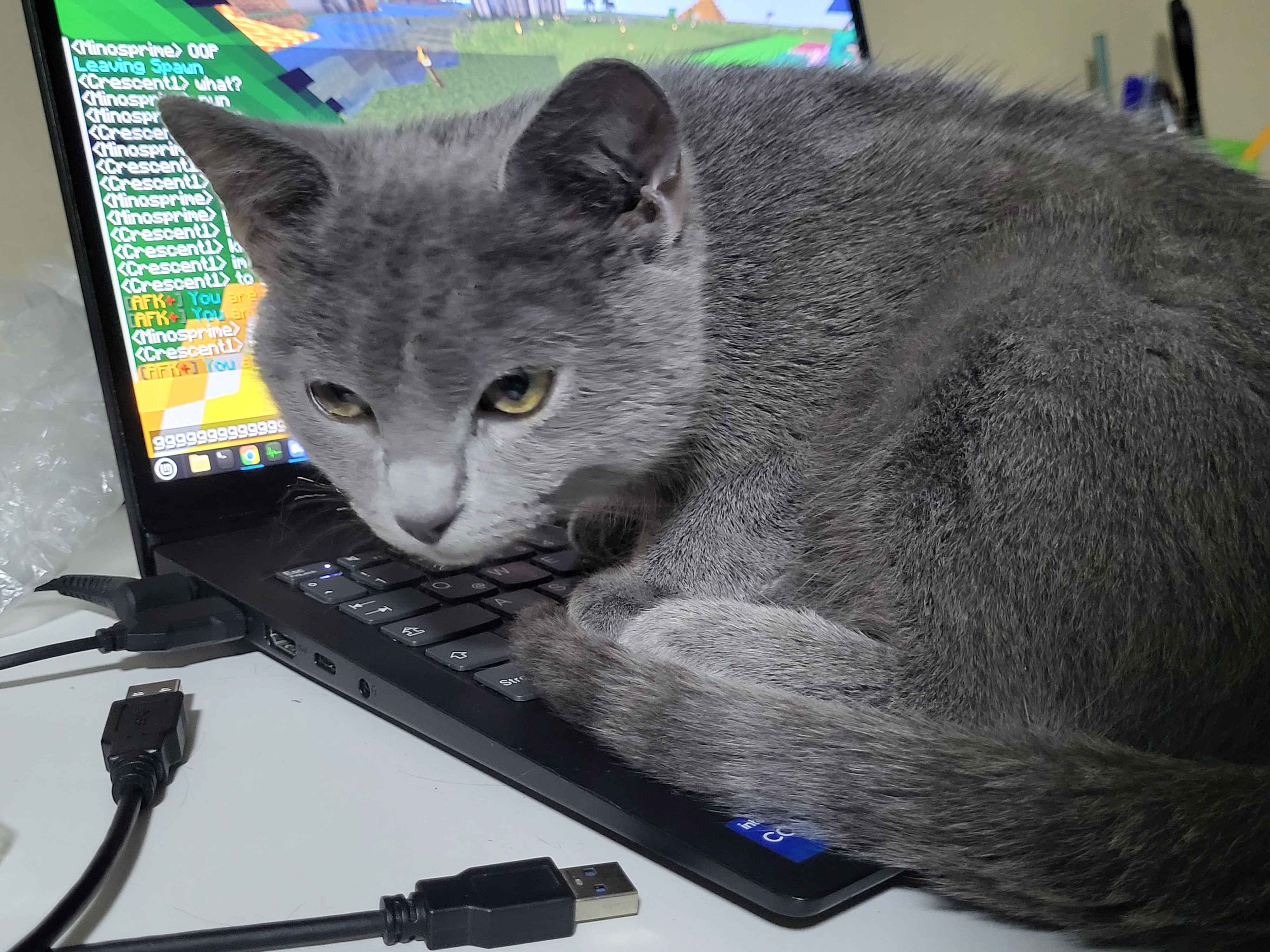 sami_130's cat headbutting keyboard