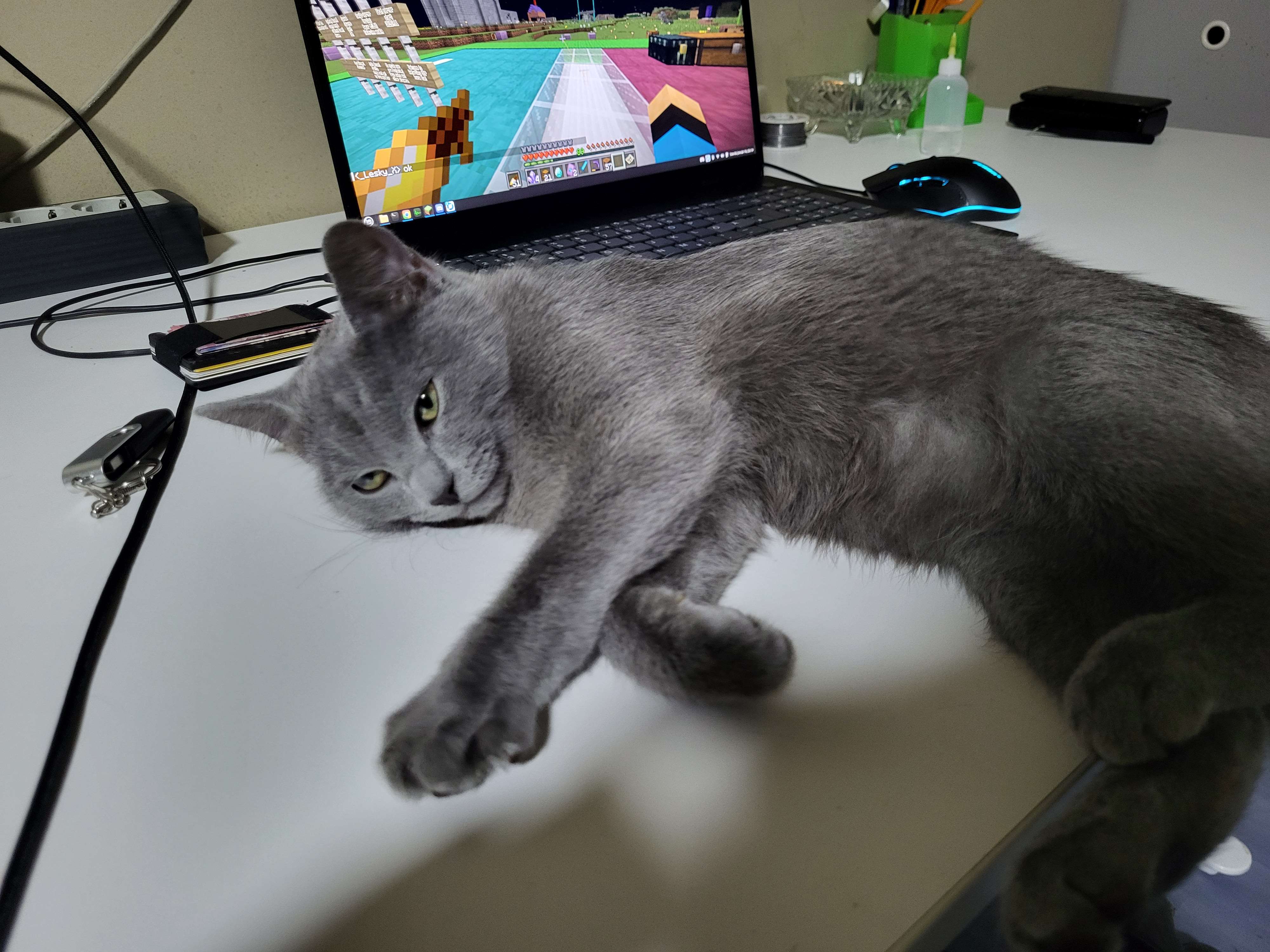 sami_130's cat sleeping
